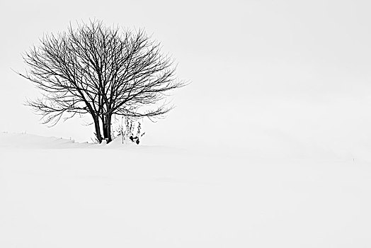 积雪,冬季风景,孤树,美瑛