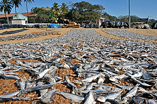 干鱼,鱼肉,弄干,椰子,垫子,海滩,斯里兰卡,南亚,亚洲