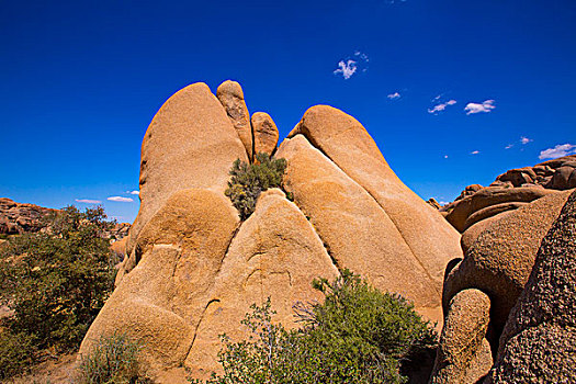头骨,石头,约书亚树国家公园,荒芜,丝兰,山谷,加利福尼亚