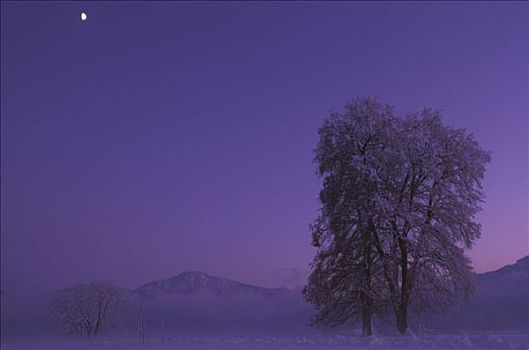 树,落日余晖,雾,巴伐利亚,德国