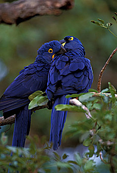 南美,巴西,潘塔纳尔,紫蓝金刚鹦鹉,一对,树上,栖息