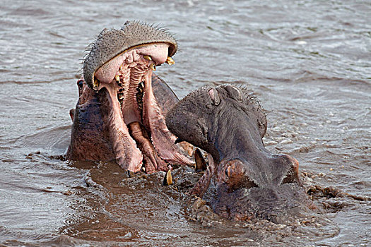 河马,两个,成年人,特写,头部,争斗,水中,塞伦盖蒂国家公园,坦桑尼亚,非洲