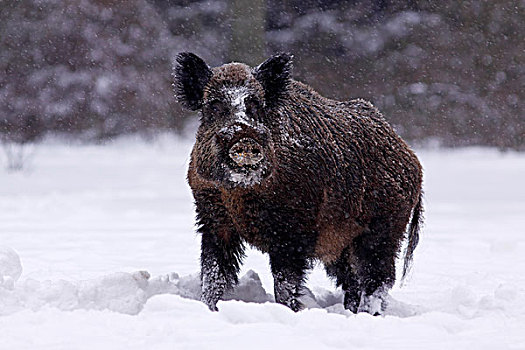 野猪,獠牙动物,木头,冬天,雪