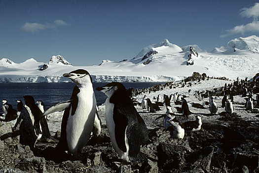 南极,岛屿,帽带企鹅,生物群,背景