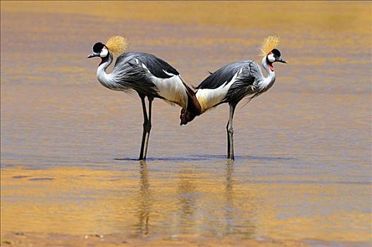 两个,黑色,冠,鹤,站在水中,萨布鲁国家公园,肯尼亚,东非,非洲