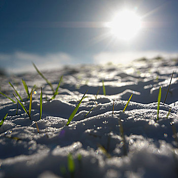 积雪,草,冬天