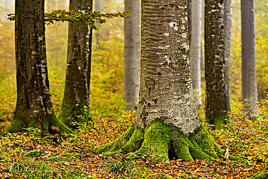 秋天,山毛榉,树林,巴伐利亚,德国,欧洲