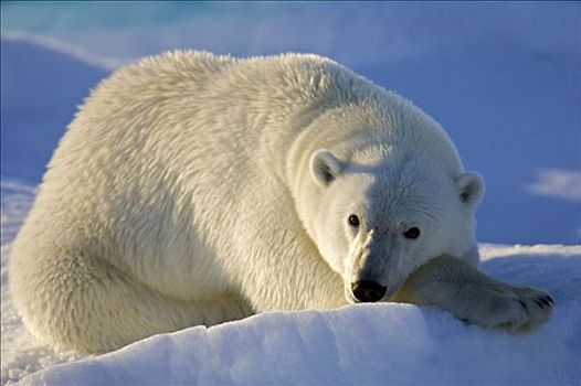 北极熊,休息,斯匹茨卑尔根岛,挪威,北极