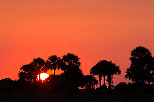 日落,上方,保存,州立公园,佛罗里达