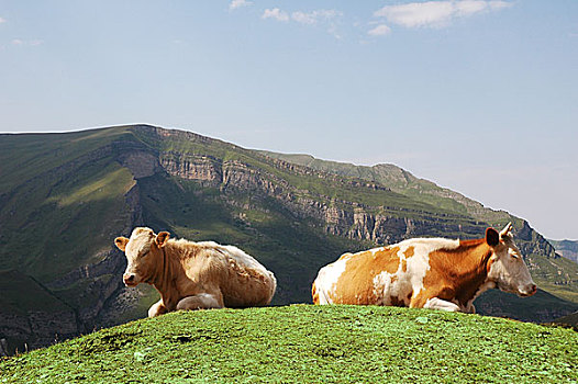 拖拉,母牛,顶端,山,夏天