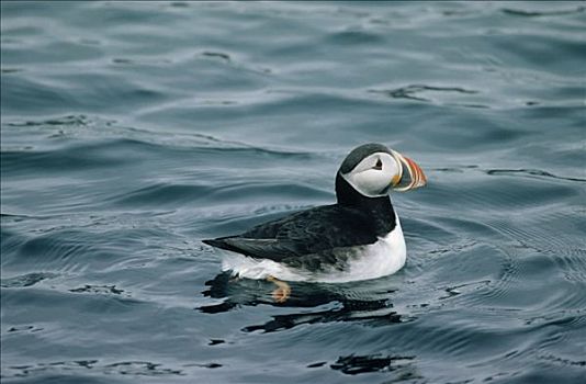 大西洋角嘴海雀,北极,成年,游泳,水中,欧洲