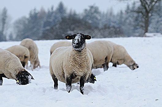 羊群,站立,雪中
