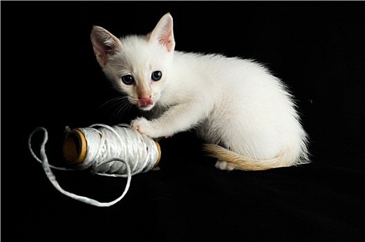 白色,年轻,小猫