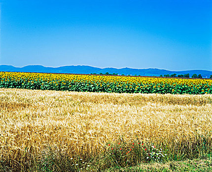 大麦,向日葵,土地,阿尔萨斯,法国