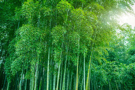 竹林绿竹子背景素材