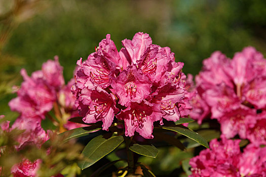 粉色,杜鹃花属植物,杜鹃花,花,春天,花园