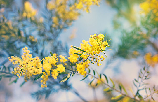 澳大利亚,金色,黄色,春天,花