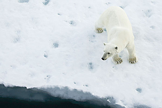 格陵兰,声音,俯视,北极熊,站立,海冰
