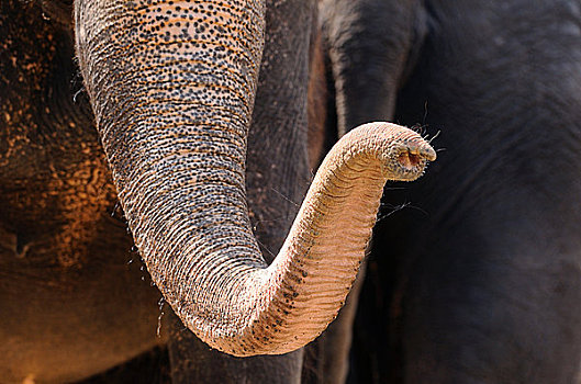 象鼻,大象,象属