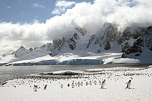 生物群,巴布亚企鹅,岛屿,南极