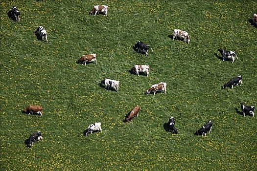 航拍,草地,母牛,坏,地区,北莱茵威斯特伐利亚,德国,欧洲