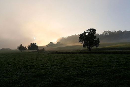 地点,早晨,雾气,瑟尔高,瑞士,欧洲