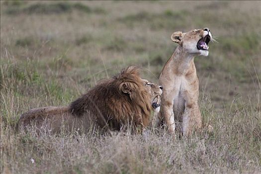 狮子,一对,叫,马赛马拉国家保护区,肯尼亚