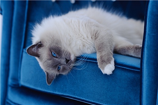 猫,蓝眼睛,卧,蓝色背景,椅子