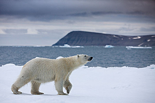 挪威,斯瓦尔巴特群岛,北极熊,走,冰山,靠近,半月,岛屿,夏天,晚间