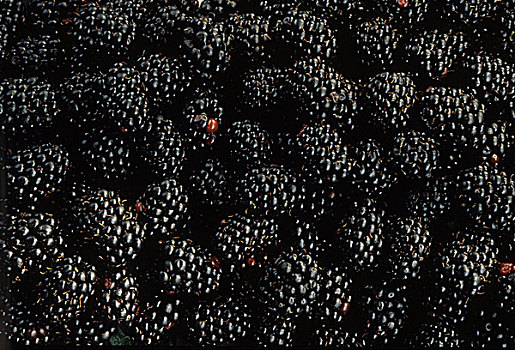 几个,黑莓