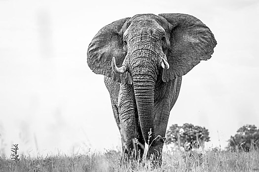 大象,非洲象,警惕,站立,短小,草,大,耳,獠牙,黑白