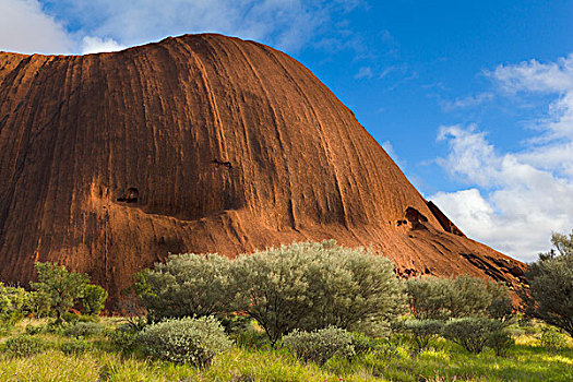 艾尔斯岩,植被,重,雨,乌卢鲁卡塔曲塔国家公园,北领地州,澳大利亚