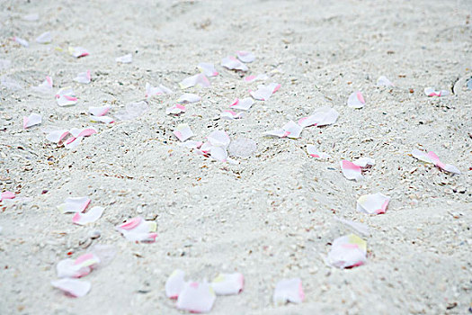 花瓣,散开,沙滩,特写,全画幅