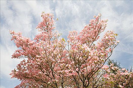 山茱萸,树,花