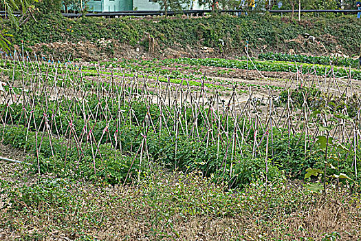 西红柿,地点,长,湿地,农场,新界,香港