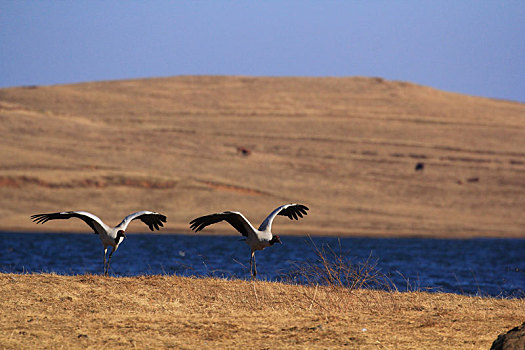 湖边起飞的两只黑颈鹤