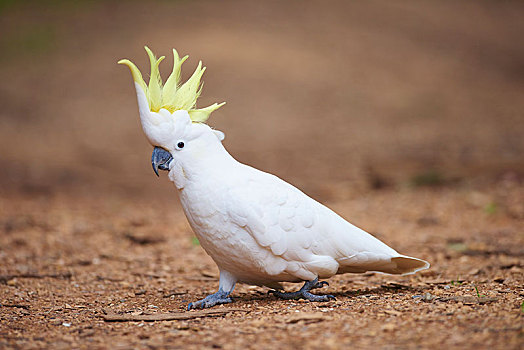 美冠鹦鹉,凤头鹦鹉,地上,国家公园,澳大利亚,大洋洲