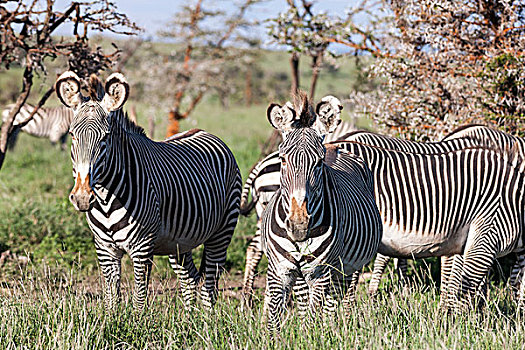 细纹斑马,野生,防护,濒危物种,肯尼亚,非洲