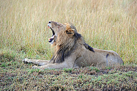 狮子,老,成年,马赛马拉国家保护区,肯尼亚,东非,非洲