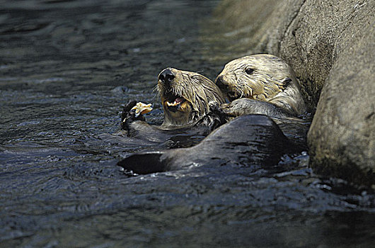 海獭,喂食