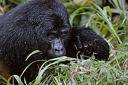 乌干达,国家公园,成年,雄性,银背大猩猩,山地大猩猩,大猩猩,喂食