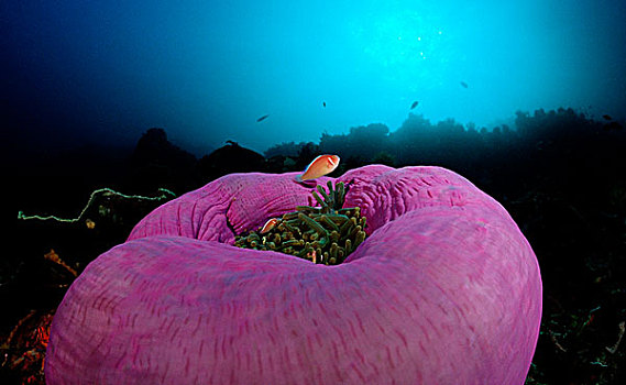 粉色,海葵鱼,粉红海葵鱼,华美,海葵,公主海葵,巴厘岛,印度洋,印度尼西亚