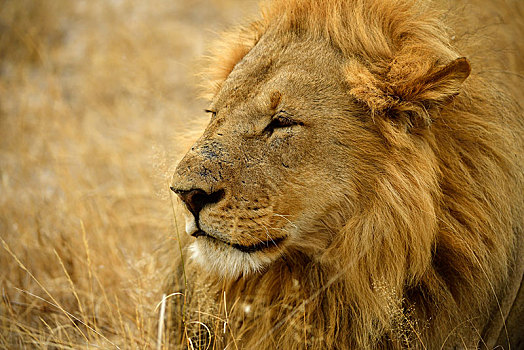 狮子,雄性,动物,莫瑞米,国家公园,野生动植物保护区,奥卡万戈三角洲,博茨瓦纳,非洲