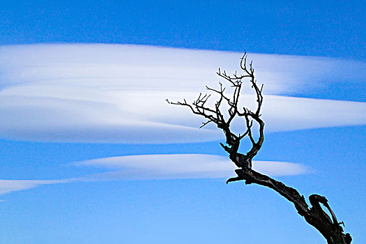 死,树,蓝天,托雷德裴恩国家公园,巴塔哥尼亚,智利