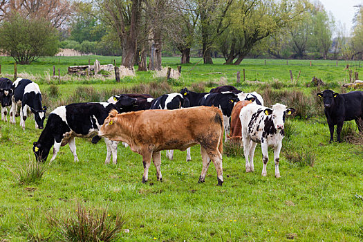 牧群,母牛,绿色,地点,牧场