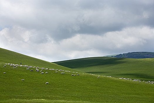 牧羊人,牧群,山羊,绵羊,内蒙古,中国