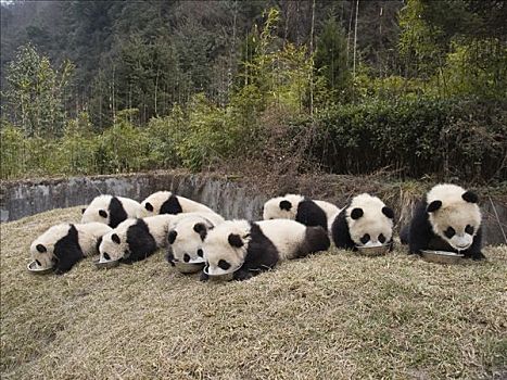 大熊猫,俘获,幼兽,吃,中国