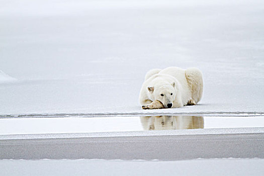 北极熊,躺着,冰冻,水塘,丘吉尔市,野生动物,管理,区域,曼尼托巴,加拿大