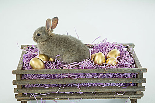 金色,复活节彩蛋,复活节兔子,板条箱,特写,白色背景,背景