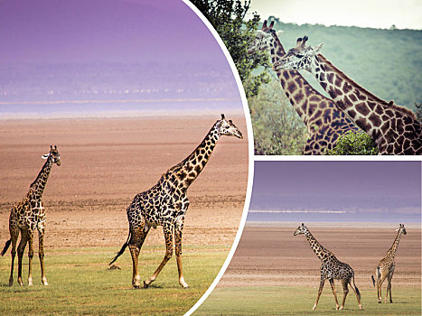 抽象拼贴画,长颈鹿,坦桑尼亚,旅行,背景,照片